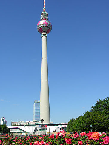 Fernsehturm und Rosen Fotos